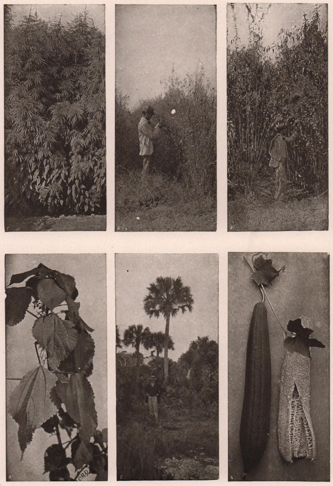 California/Sunn Hemp Louisiana Jute China Grass/Ramie Cabbage Palmetto 1903